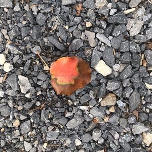 Meet your Posher, Sophia